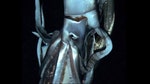 The elusive giant squid, which can grow to a monstrous  feet in length and is likely the source of the Nordic legend of the kraken, has been captured on film at last.
